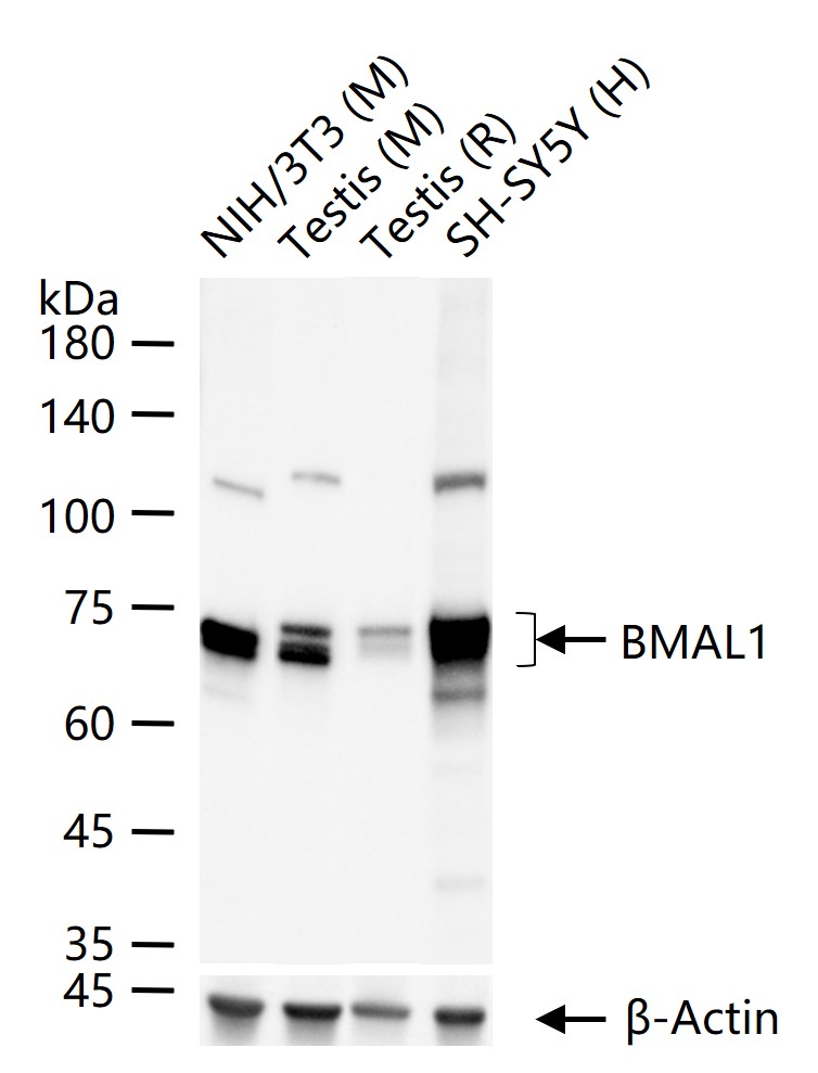 芳香烃受体核转录蛋白样1重组兔单抗-bsm-54102R