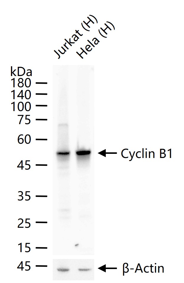 周期素B1重组兔单抗-bsm-63333R