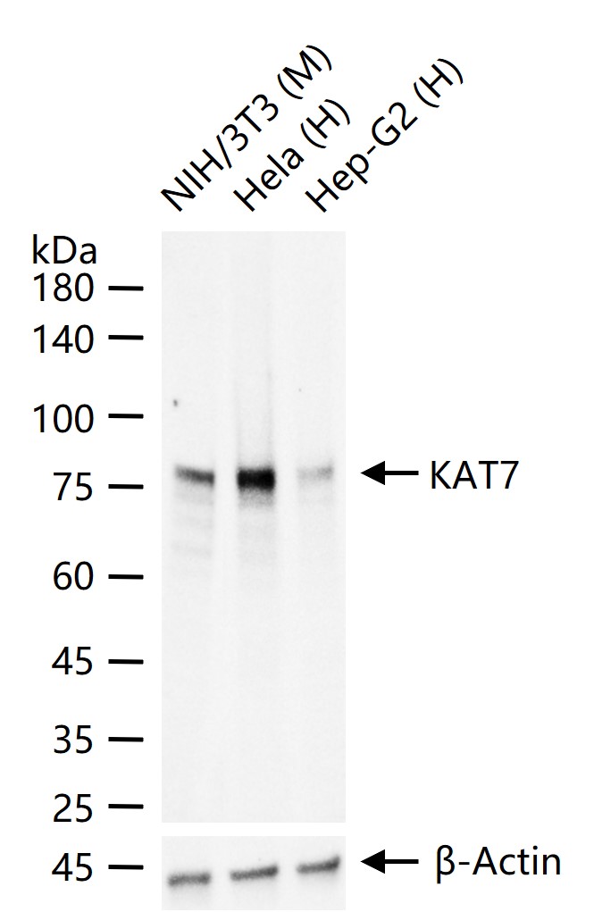 组蛋白乙酰转移酶KAT7重组兔单抗-bsm-61637R