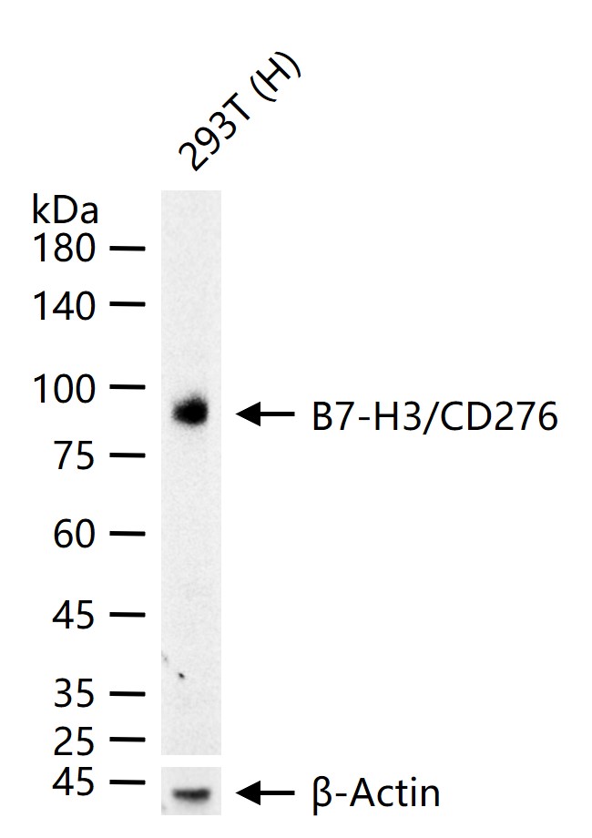 CD276重组兔单抗-bsm-61503R