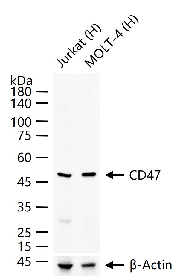 整合素相关蛋白CD47重组兔单抗-bsm-63335R