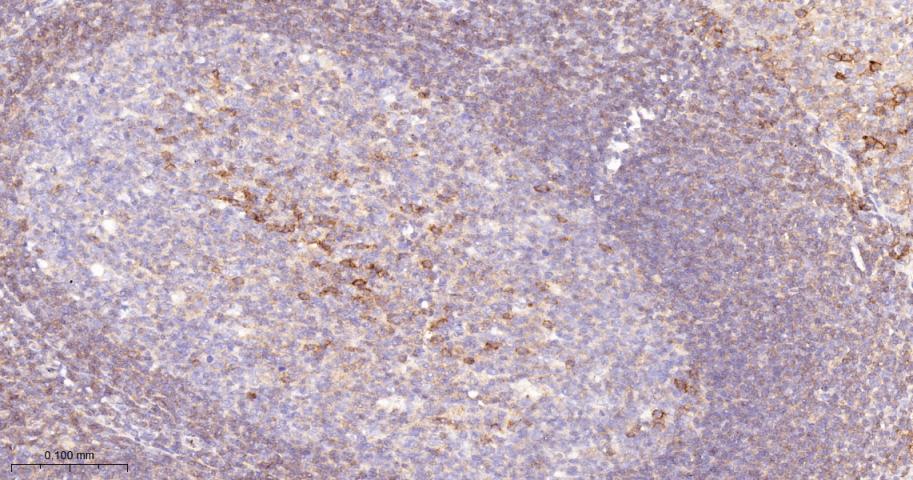 CD46重组兔多克隆抗体-bsm-54335R