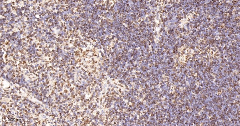 组蛋白H2AZ重组兔单抗-bsm-52098R