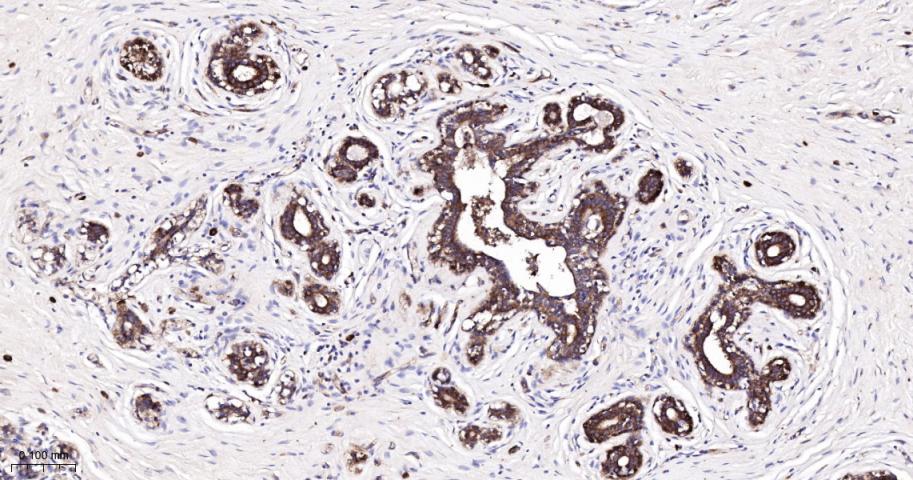 翻译延伸因子EF-1a重组兔单抗-bsm-60686R