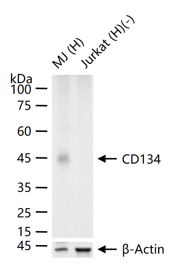 CD134重组兔单抗-bsm-60298R