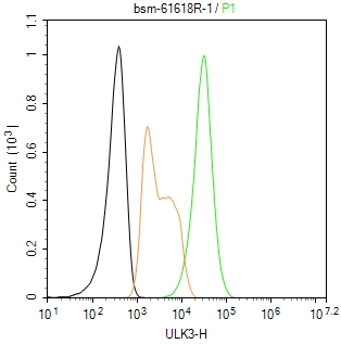 ULK3重组兔单抗-bsm-61618R