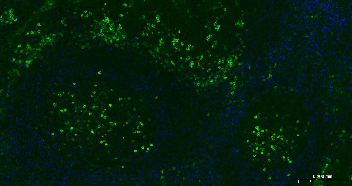 CD38重组兔单抗-bsm-52623R