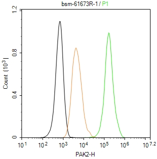 p21激活激酶2重组兔单抗-bsm-61673R