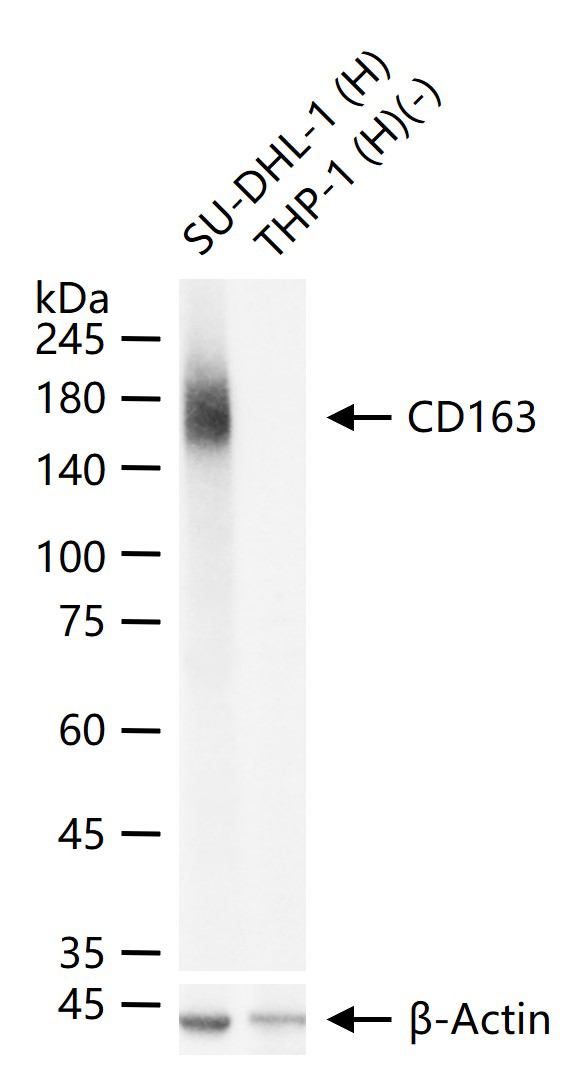 CD163重组兔单抗-bsm-54015R