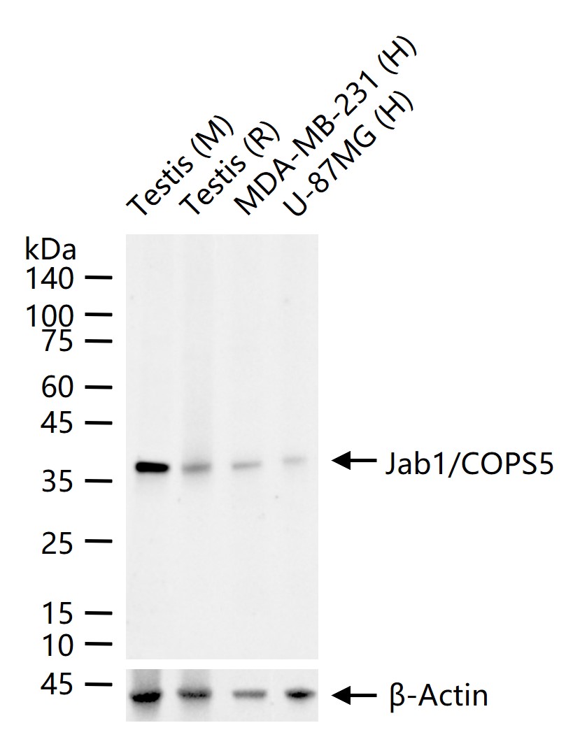 Jun激活区域-连接蛋白1重组兔单抗-bsm-61721R