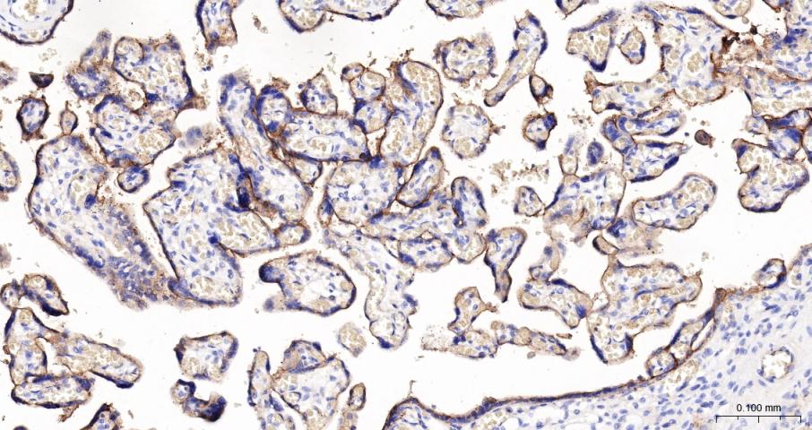 CD59重组兔单抗-bsm-60603R