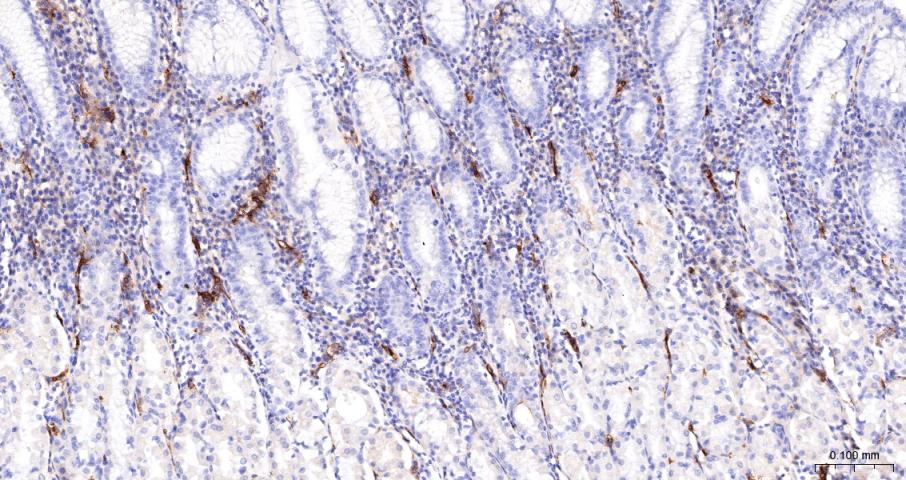 CD59重组兔单抗-bsm-60603R