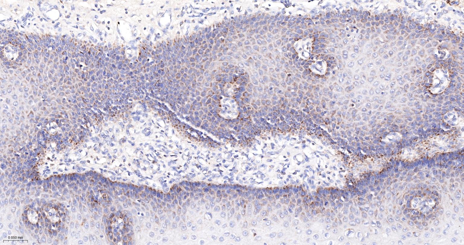 Bax抗体-bsm-60772R