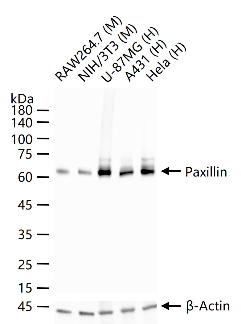 桩蛋白Paxillin重组兔单抗-bsm-60586R