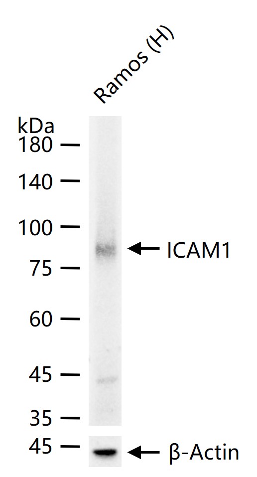 细胞间粘附分子-1（CD54）重组兔单抗-bsm-52466R