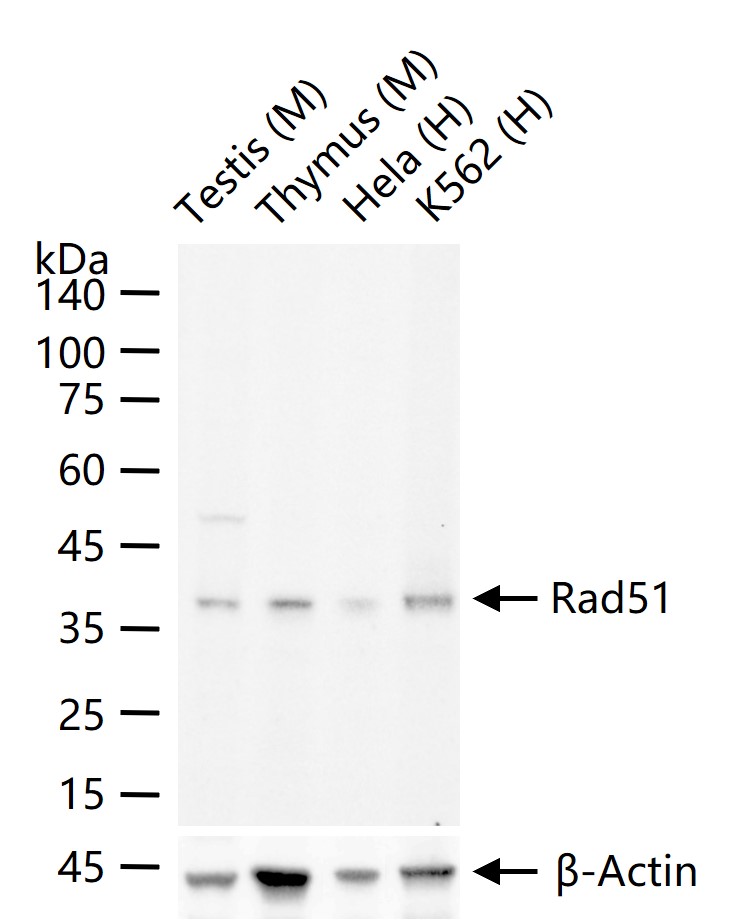 Rad51重组兔单抗-bsm-54150R