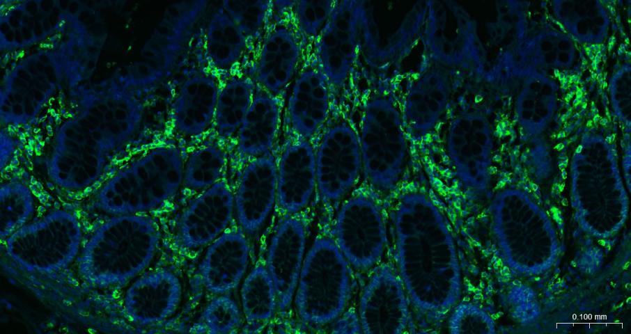 CD44重组兔单抗-bsm-54767R