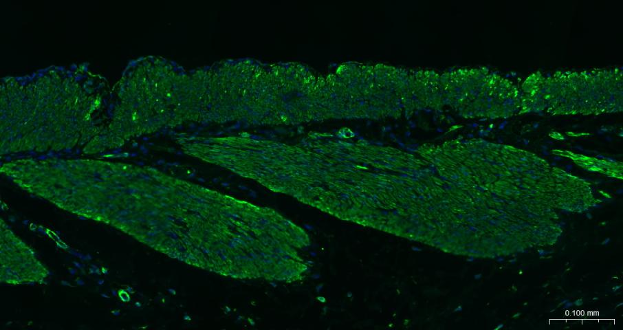 FITC标记的羊抗小鼠IgG H&L-bs-0296G-FITC