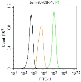 泛素结合蛋白P62重组兔单抗-bsm-60709R
