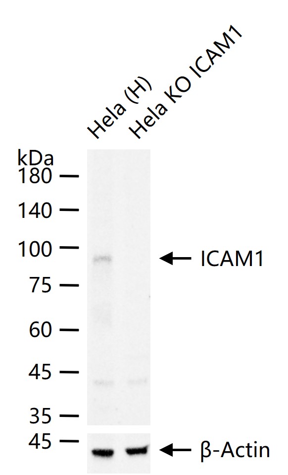 细胞间粘附分子-1（CD54）重组兔单抗-bsm-52466R