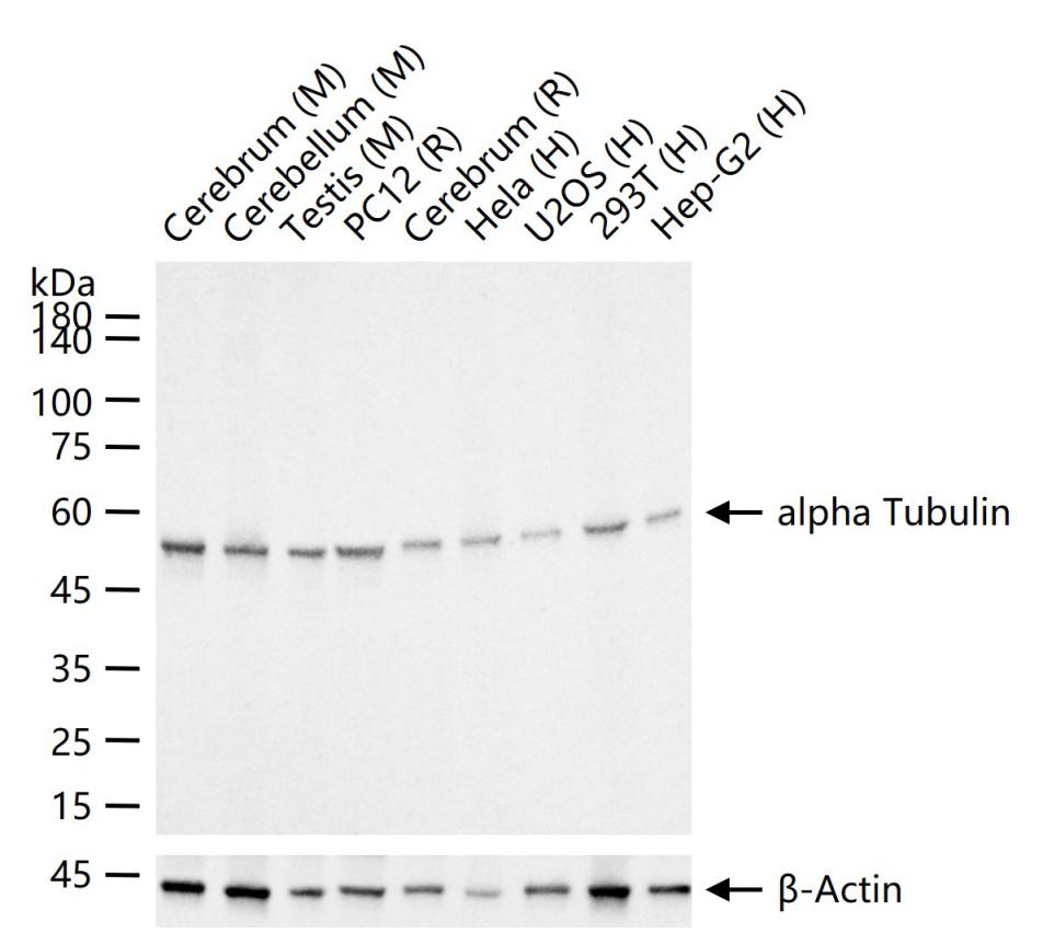 微管蛋白α/Tubulin α/α-tubulin单克隆抗体-bsm-33039M