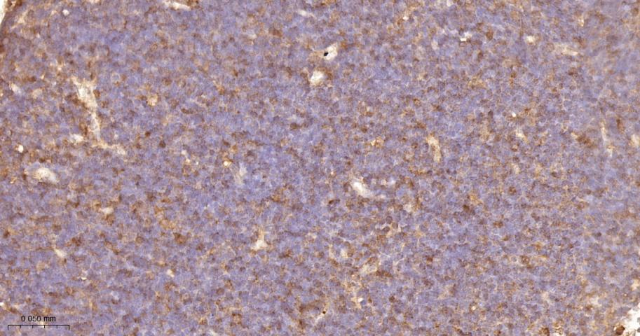 转录因子RelB蛋白重组兔单抗-bsm-62968R
