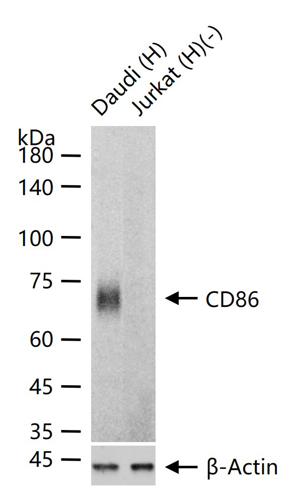 CD86重组兔单抗-bsm-52375R