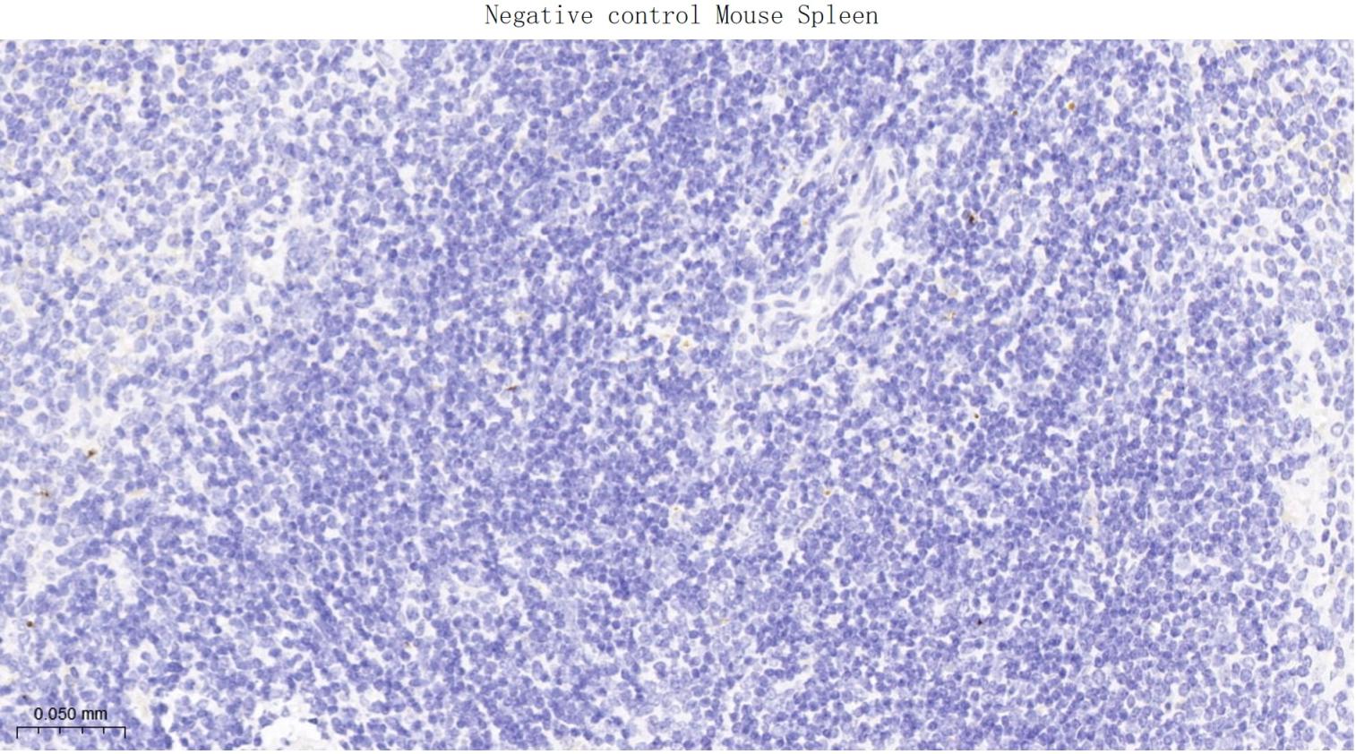 突触相关蛋白25重组兔单抗-bsm-62983R