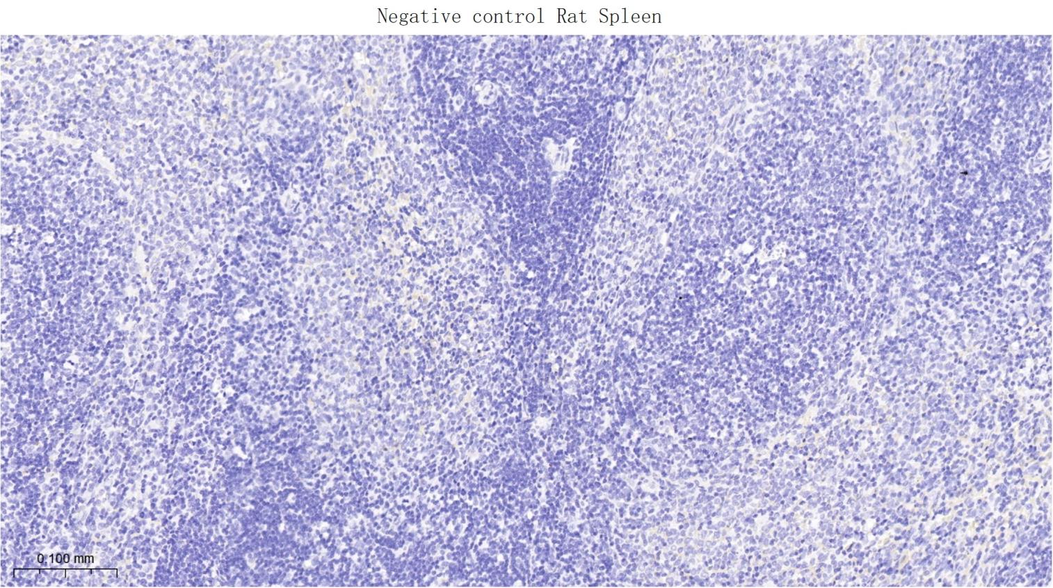 突触相关蛋白25重组兔单抗-bsm-62983R