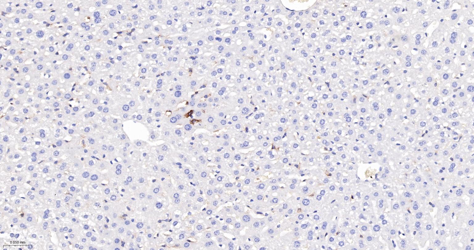 CD86重组兔单抗-bsm-55596R