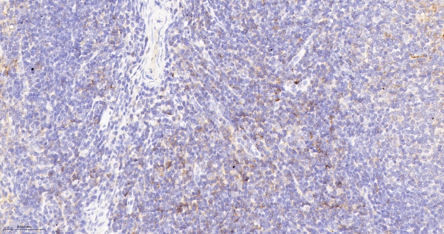 CD86重组兔单抗-bsm-55596R