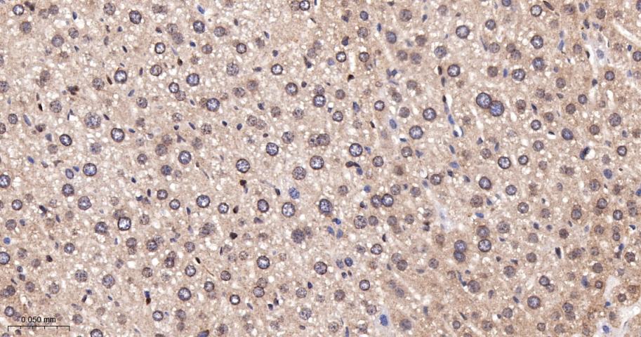 类泛素蛋白1重组兔单抗-bsm-61144R
