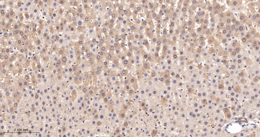 类泛素蛋白1重组兔单抗-bsm-61144R