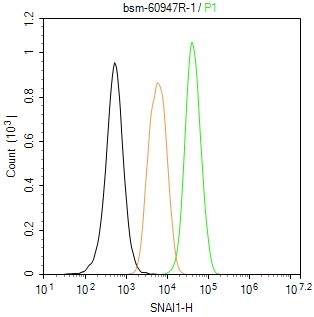 SNAI1蛋白重组兔单抗-bsm-60947R