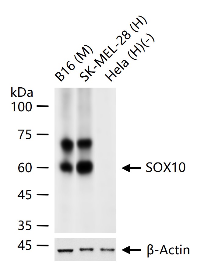 转录因子SOX10重组兔单抗-bsm-52229R