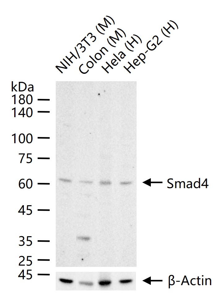 Smad4抗体-bs-23966R