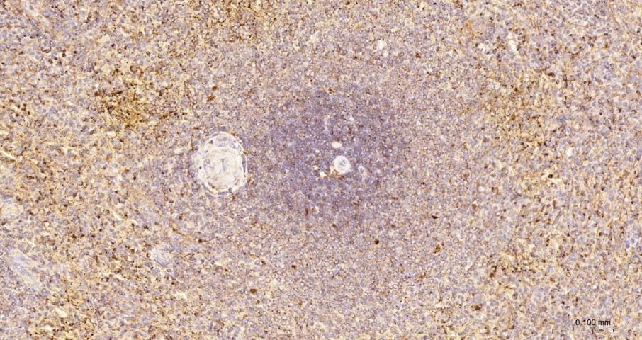 溶酶体相关膜蛋白1（CD107）重组兔单抗-bsm-41335R