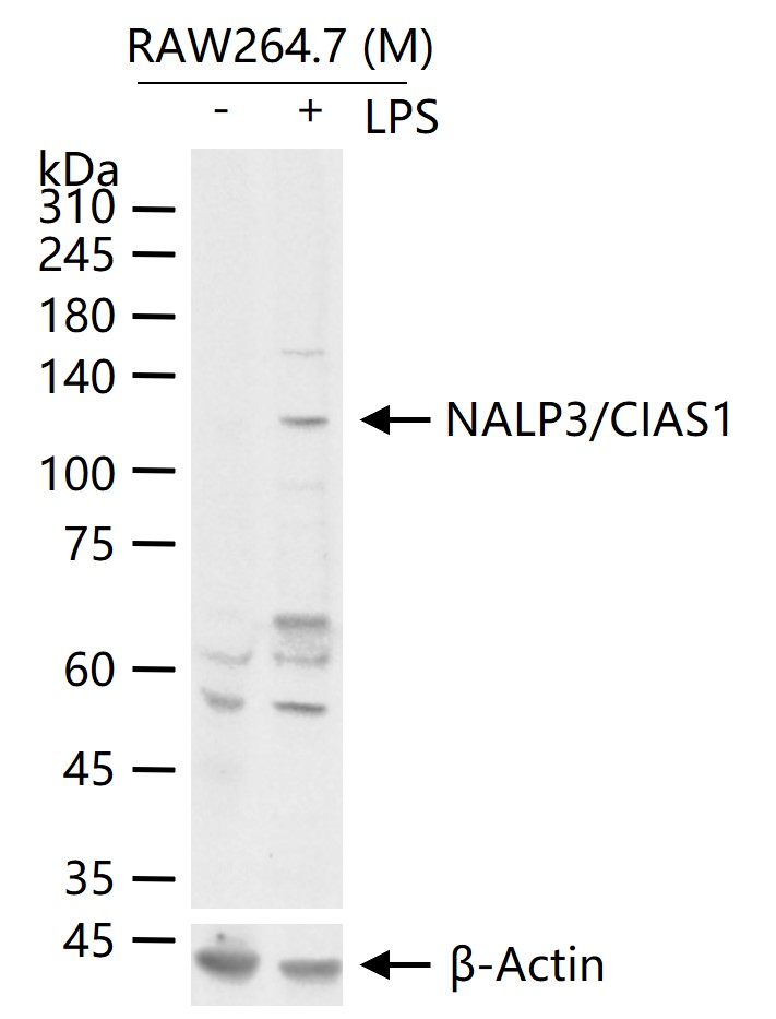 细胞凋亡诱导蛋白NALP3抗体-bs-24563R