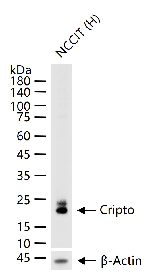 Cripto重组兔单抗-bsm-62062R