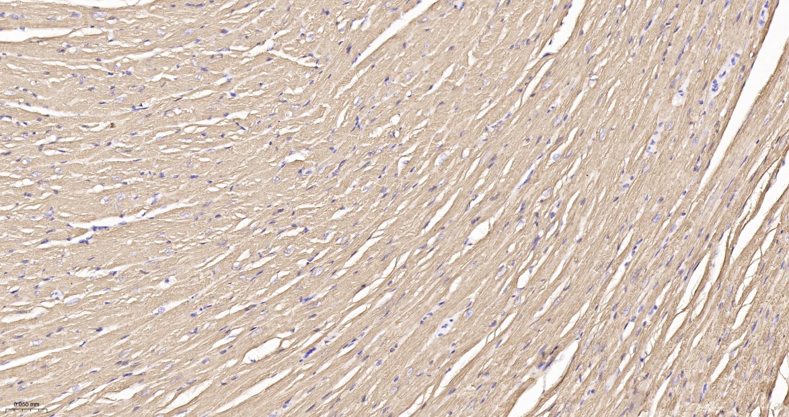 原肌球蛋白1重组兔单抗-bsm-61923R