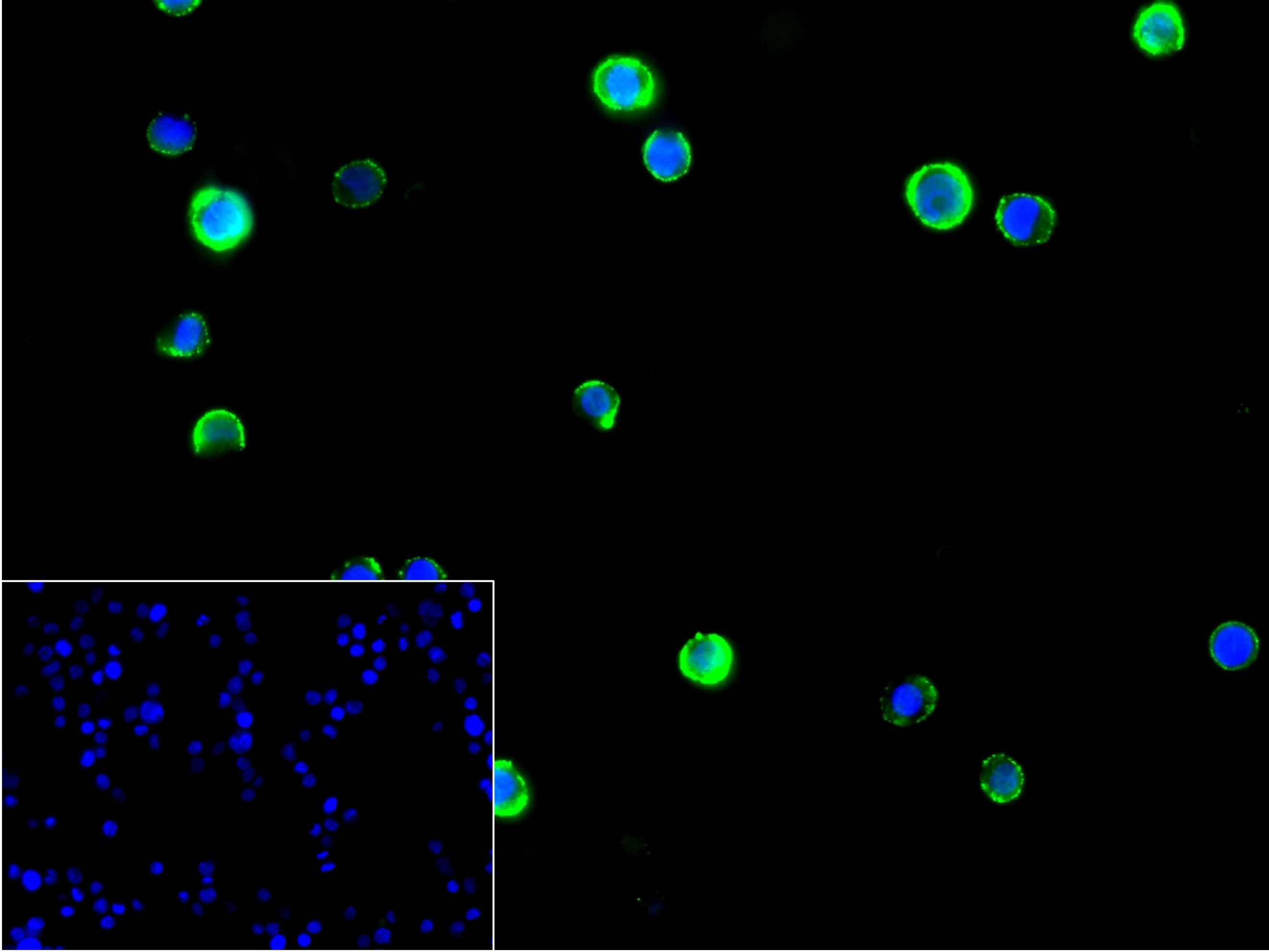 CD84重组兔单抗-bsm-62503R