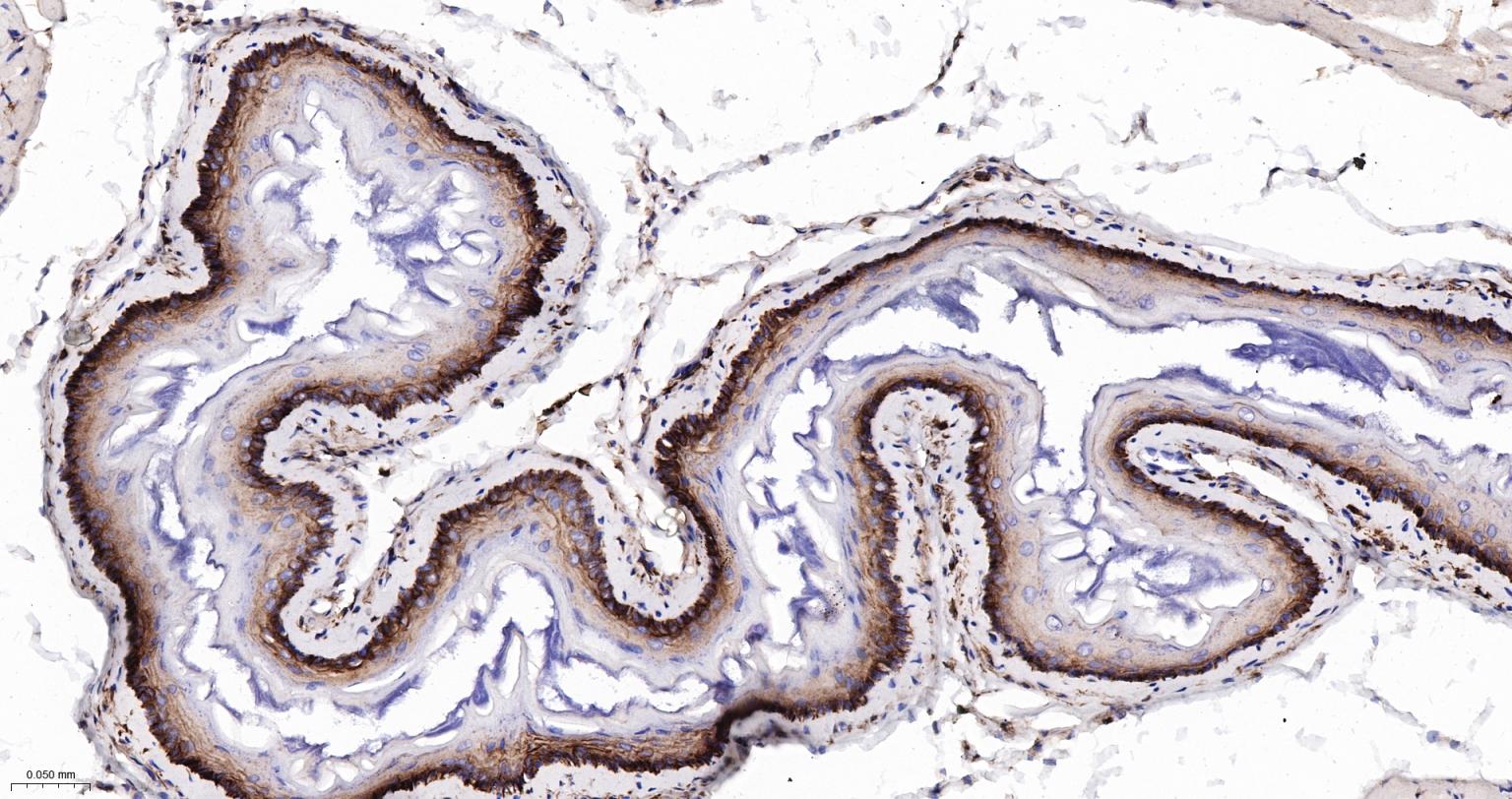 CD44重组兔单抗-bsm-54767R