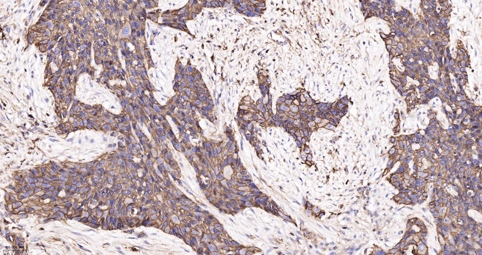 CD44重组兔单抗-bsm-54767R