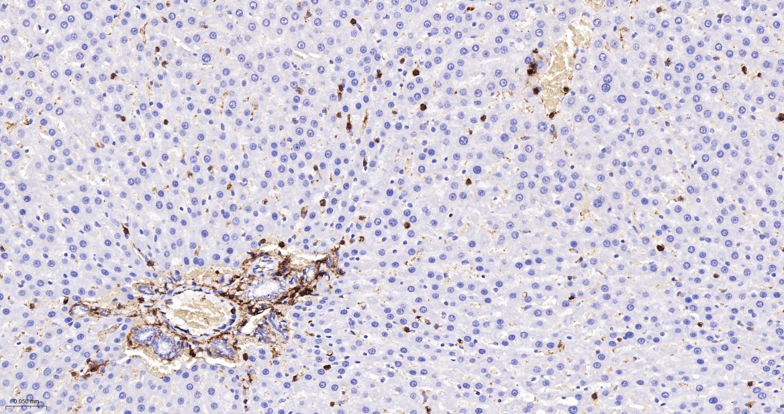 CD44重组兔单抗-bsm-54767R