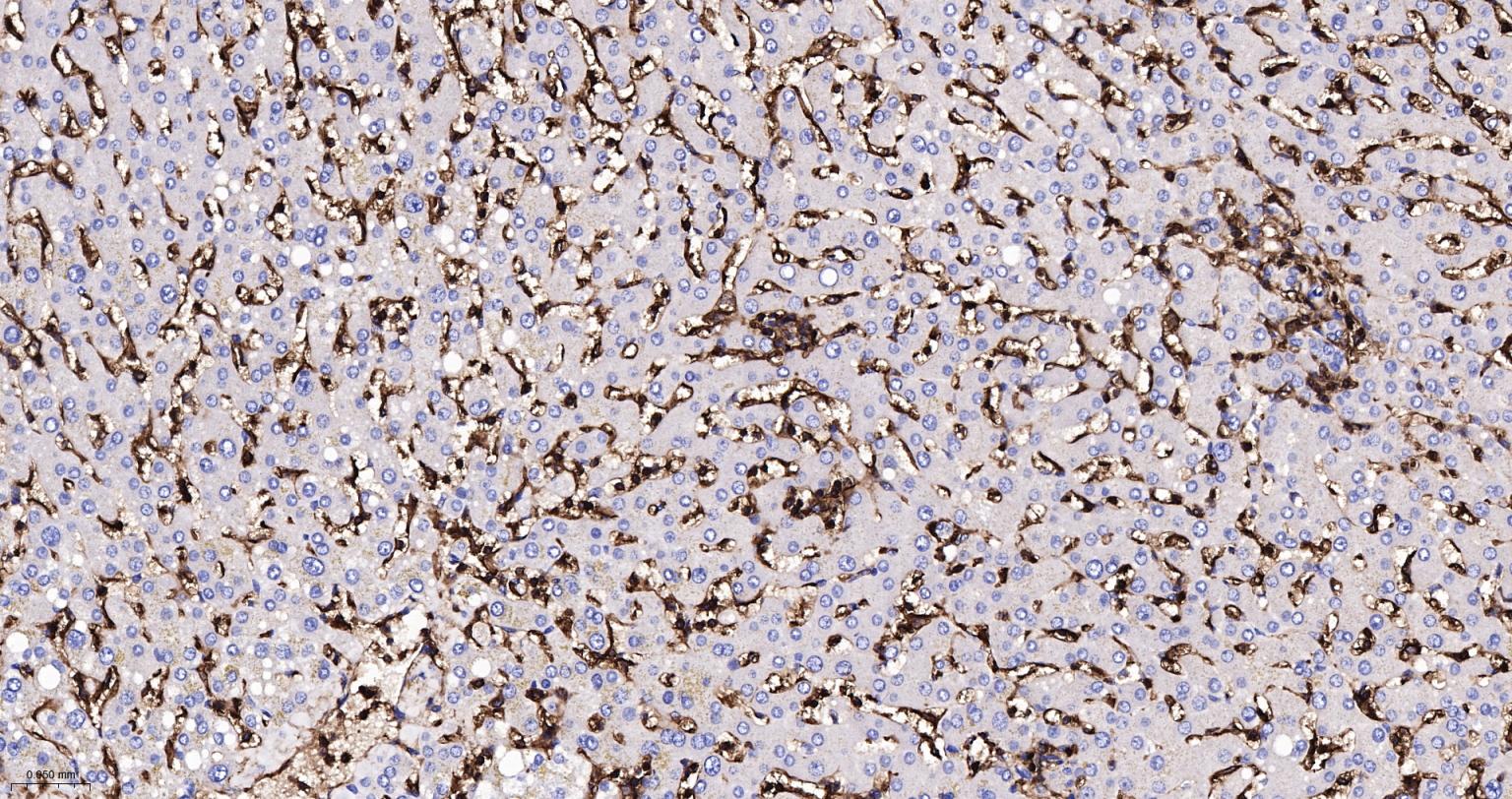 CD44重组兔单抗-bsm-54767R