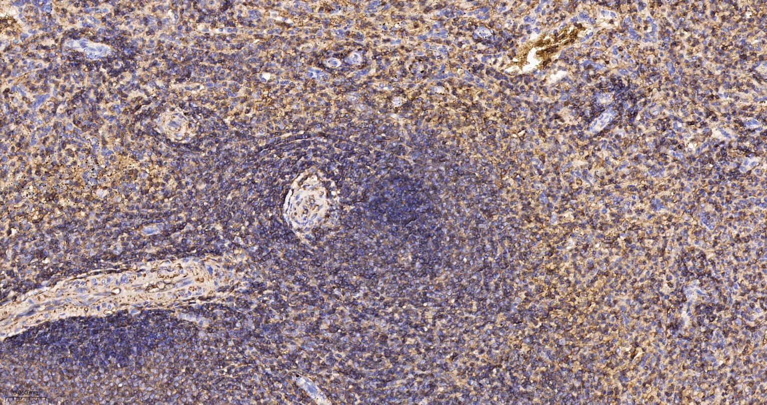 CD44重组兔单抗-bsm-54767R