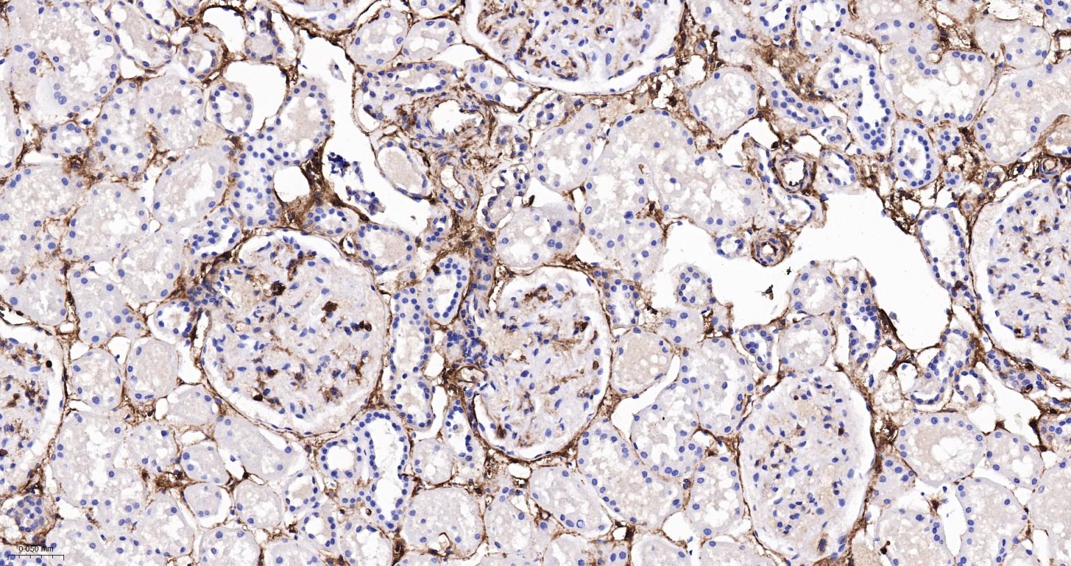 CD44重组兔单抗-bsm-54767R