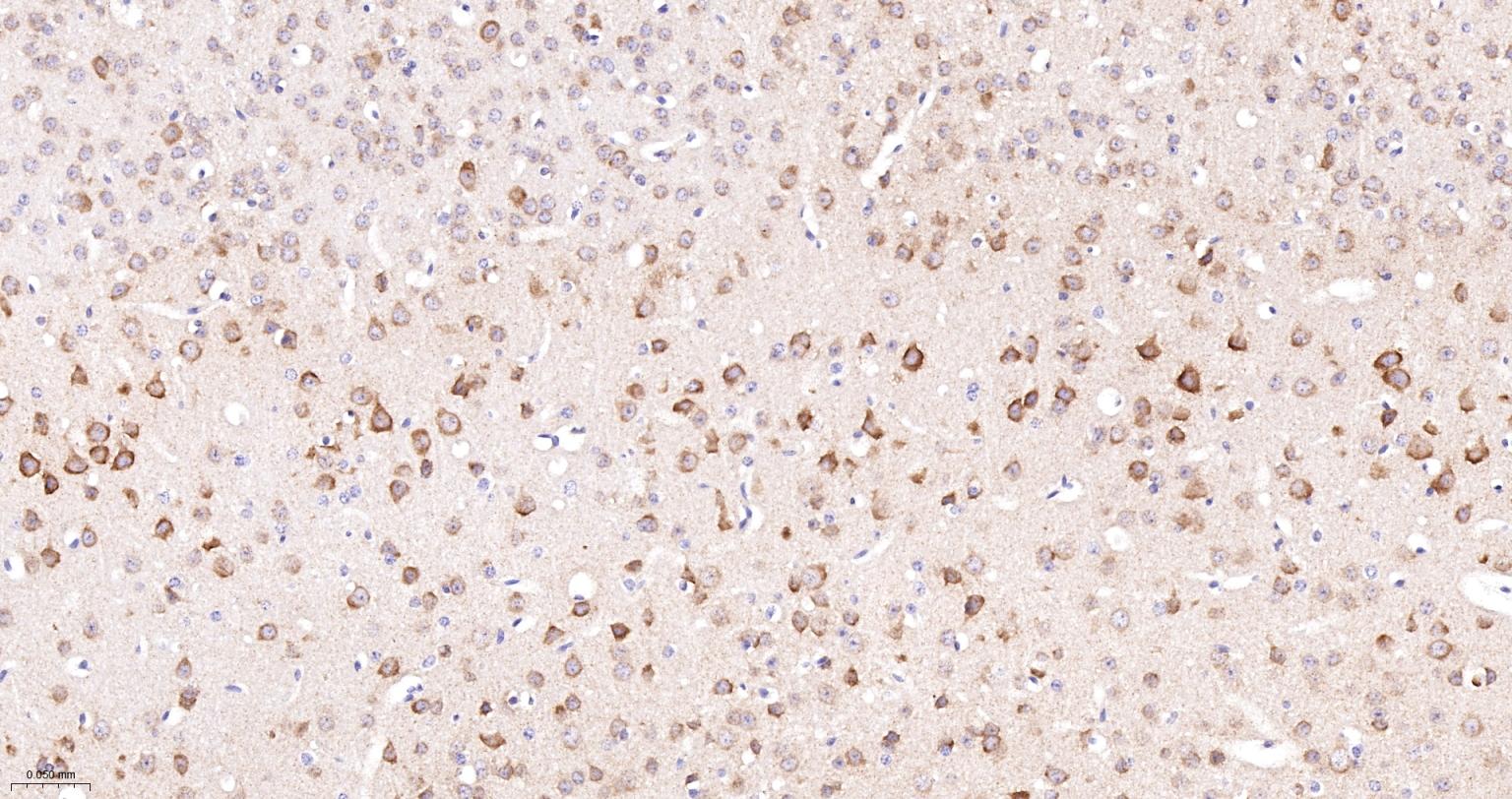 受体激活蛋白激酶C1重组兔单抗-bsm-61942R