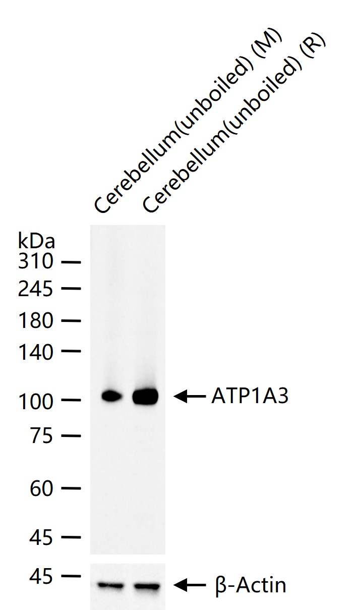 ATP1A3重组兔单抗-bsm-62146R