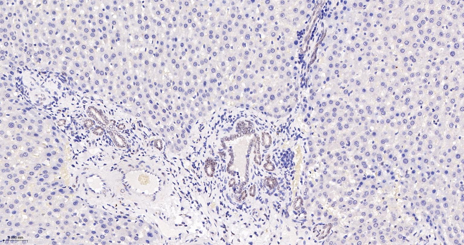 TEAD1重组兔单抗-bsm-63274R